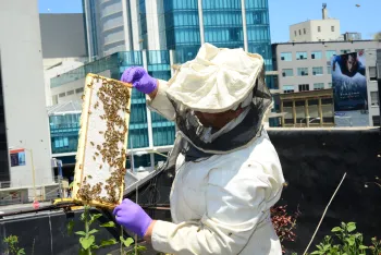 Beekeeping on roof of San Francisco Chronicle. Photo by Kathy Keatley Garvey