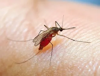 Culex quinquefasciatus transmits West Nile virus and other diseases. (Photo by Kathy Keatley Garvey)