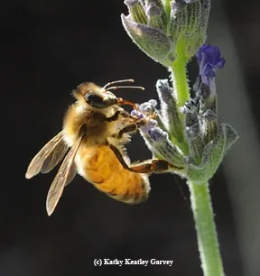 Honey bee nectaring lavender. (Photo by Kathy Keatley Garvey