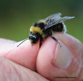 This Western bumble bee, Bombus occidentalis, has declined throughout central California. (Photo by Kathy Keatley Garvey)