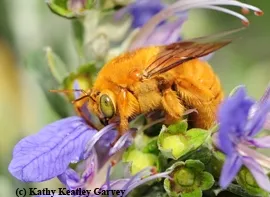 The male Valley carpenter bee, Xylocopa varipuncta. Robbin Thorp fondly calls this one