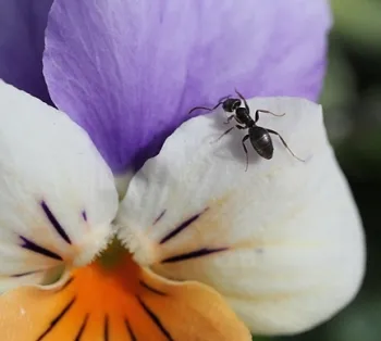 This is Tapinoma sessile, also known as the odorous house ant.