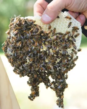 Close-up of bees from the Buzzingham Palace
