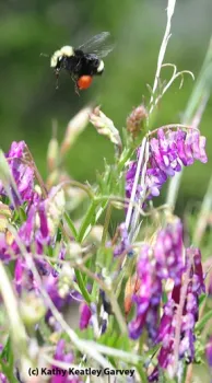 Check out the red pollen load of this yellow-faced bumble bee, Bombus vosnesenskii. This photo was taken last weekend at the Hastings Preserve in Carmel. (Photo by Kathy Keatley Garvey)
