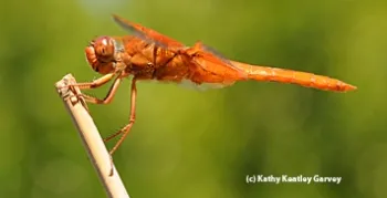 A red flameskimmer, Libellula saturata. (Photo by Kathy Keatley Garvey)