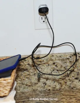 This was the scene before the monarch eclosed on the electrical cord. (Photo by Kathy Keatley Garvey)