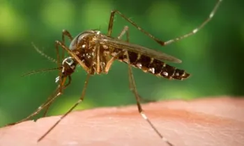 Aedes aegypti seeking blood. (Photograph by James Gathany, Center for Disease Control Public Health Image Library.)