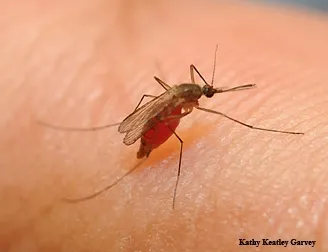 Culex quinquefasciatus drawing blood. (Photo by Kathy Keatley Garvey)