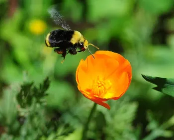 Yellow-faced bumble bee, Bombus vosnesenskii, heading toward a California golden poppy. (Photo by Kathy Keatley Garvey)