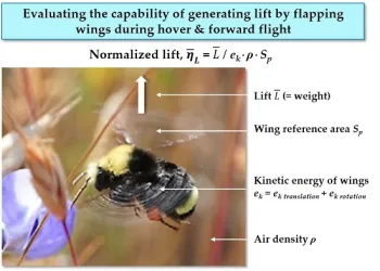 This illustration appears in Flapping Wings, Aerospace 2016, 3(3), 24; doi:10.3390/aerospace3030024. It is the work of Phillip Burgers, Ph.D., of the Embry Riddle Aeronautical University, San Diego.