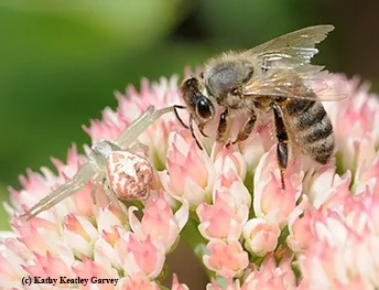 Find the crab spider on the sedum. (Photo by Kathy Keatley Garvey)