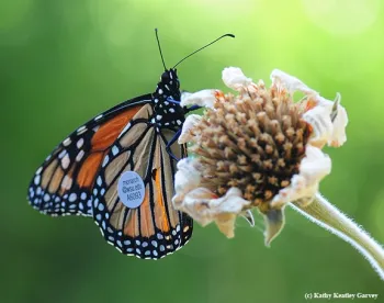 WSU-tagged monarch on the seed pod of a Mexican sunflower, Tithonia. (Photo by Kathy Keatley Garvey)