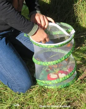 Eight smonarch butterflies, bred and reared in Vacaville, arrive in Santa Cruz. (Photo by Walter Rockholt)