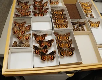 Underwing moths, genus Catocala. (Photo by Kathy Keatley Garvey)
