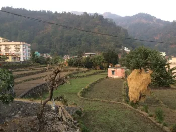 Hay is stored in the tree on the right side of this photo.