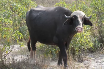 Water buffalo.