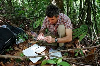UC Davis researcher Santiago Ramirez studies orchid bees and will give a presentation at the UC Davis Bee Symposium on Sunday, May 7.
