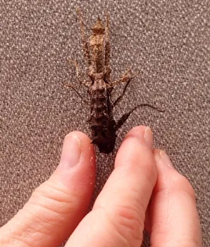 For size comparison, Lynn Kimsey, director of the Bohart Museum, points at the stick insect molting. (Photo by Kathy Keatley Garvey)