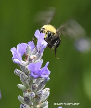 A yellow-faced bumble bee, Bombus vosnesenskii, buzzes over to a patch of lavender. (Photo by Kathy Keatley Garvey)