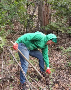Digging cedar seedlings at Madrone Meadows Ranch in Feather Falls, CA to transplant to an area burned in Ponderosa Fire in August 2017.