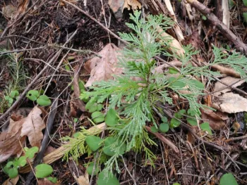 Cedar seedlings