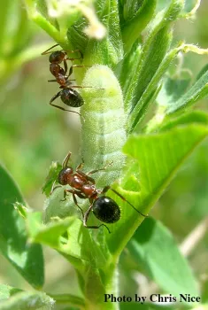 A Melissa blue caterpillar being tended by Formica ants.
