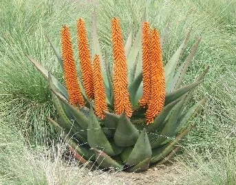 drought tol web