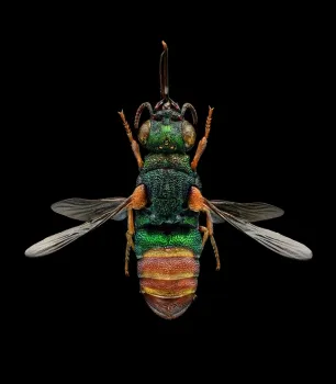 This ruby-tailed wasp, the work of Levon Biss, measures 5x6 feet. The Bohart Museum hopes to acquire another microsculpture by Biss.