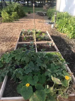 community garden