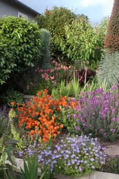 Mixed residential landscape planting of woody and herbaceous perennials illustrating a diversity of species to manage weeds.