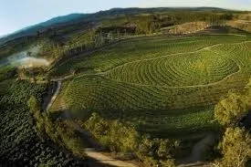 orchards