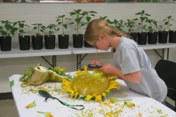 Investigating the components of a sunflower.