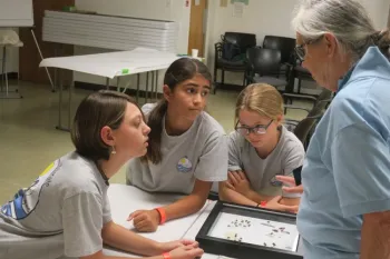 Exploring bees and distinguishing differences.