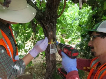 A man with a drill drilling into a grape vine trunk and a woman with back to us using a spatula to collect the sawdust. Both are wearing reflective safety vests.