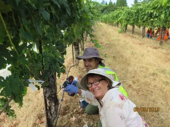 Woman and man kneeling by grapevine.