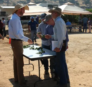 Dr. Jay Rosenheim speaking about thrips damage