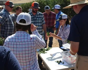 Hanna Kahl talking about earwig damage