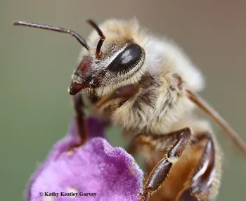 Close-up of a honey bee. (Photo by Kathy Keatley Garvey)