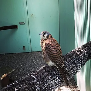 This is Kalli the American Kestrel.