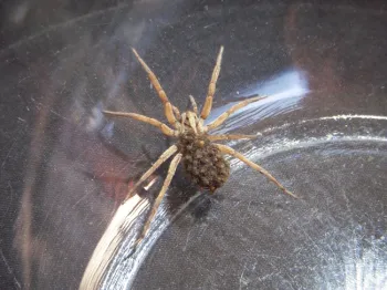 Wolf spider legs