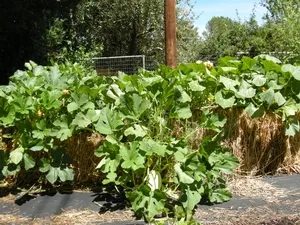 bales of straw with plants growing in them.