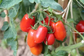determinate tomato