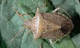 stink bug
