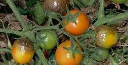 tomatoes damaged by late blight