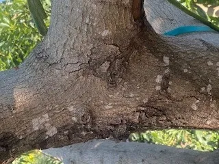 avocado lichen 2