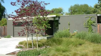 Meadow grasses need to be cut back only once a year. Stipa pulchra (front) or needle grass, also benefits insects. Photo: Gardensoft