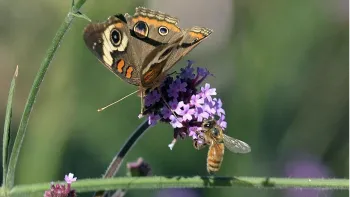 Nectar plants provide habitat for beneficial insects. Image: Richard Hurd, Wiscontext.org