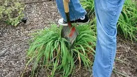 Dividing perennials