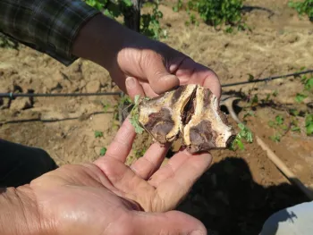 A vine cut open to reveal a brown canker.
