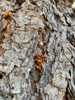 Pitch tubes from western pine beetle.